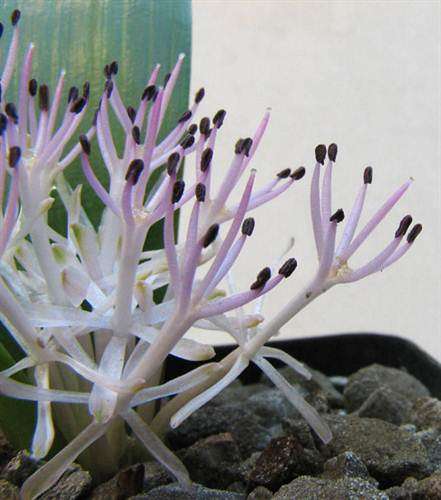 Daubenya Alba - Perennial - Indigenous Bulb Seeds