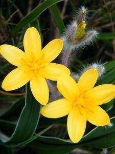 Hypoxis Villosa Obliqua - Perennial - Indigenous Bulb - 10 Seeds
