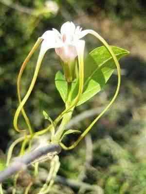 Strophanthus Luteolus - Vine - Indigenous Climbing Vine - 10 Seeds