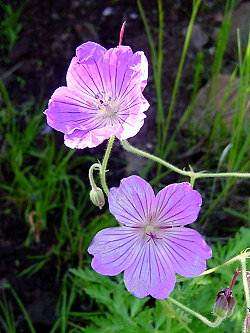 Geranium Caffrum - Khoara - Indigenous Shrub - 10 Seeds