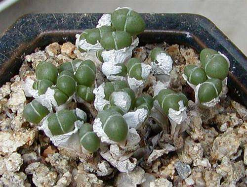 Antimima Evoluta - Succulent - Indigenous Succulent - 10 Seeds