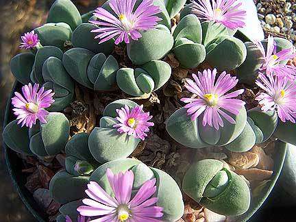 Gibbaeum Dispar - Succulent - Indigenous Succulent - 5 Seeds