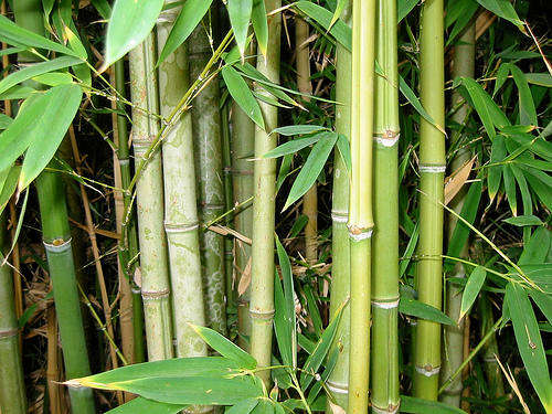 Giant Bamboo - Bambusa Arundinacea - Unique - 10 Seeds - Fast Growing
