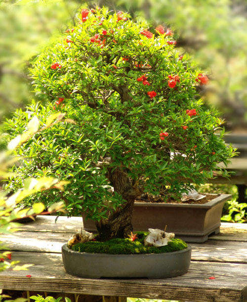 Dwarf Pomegranate - Punica Granatum var. Nana - 5 Seeds - Bonsai Fruit Tree