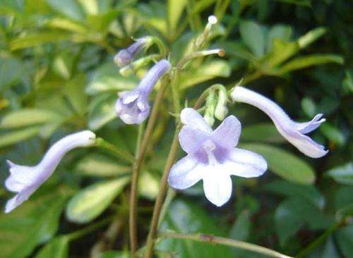 Streptocarpus Prolixus - Cape Primrose - Gesneriads - 10 Seeds