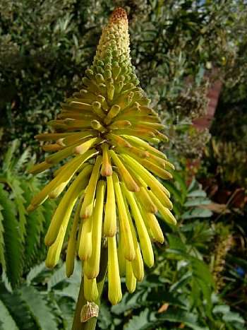 Kniphofia Rufa - Indigenous Bulb Seeds - Torch Lily - 10 Seeds