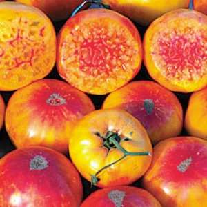Mr Stripey - Tomato - Lycopersicon Esculentum - Vegetable - 5 Seed Pack
