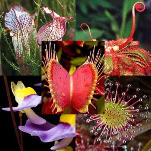 Insectivore Carnivorous Bulk Pack