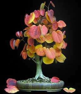 Japanese Katsura - Cercidiphyllum Japonicum - 5 Seeds - Bonsai Tree - Awesome Bonsai