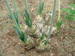 Urginea Altissima - Tall White Squill - Indigenous South African Bulb - 10 Seeds