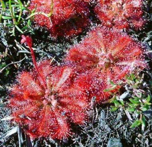 Drosera Spathulata - Spoon Leaved Sundew - South African Carnivorous - 10 Seeds