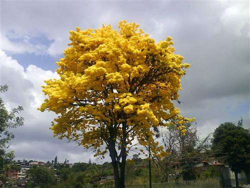 Tabebuia Chrysanthus - Golden Trumpet Tree - Exotic Flowering Tree - 5 Seeds