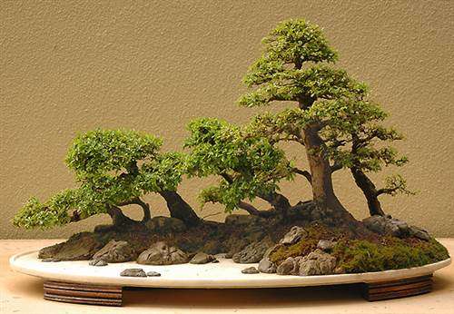 Ulmus Parvifolia - Chinese Elm  / Lacebark Elm Tree - Bonsai - 5 Seeds