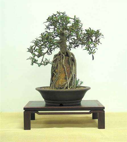 Ficus Rubiginosa - Port Jackson Fig - Bonsai - 10 Seeds