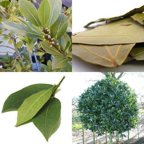 *** NEW *** Bay Leaf Tree - Laurus Nobilis - 5 Seeds - Culinary Herb