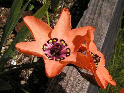 Sparaxis elegans - Indigenous - South African Bulb - 10 Seeds