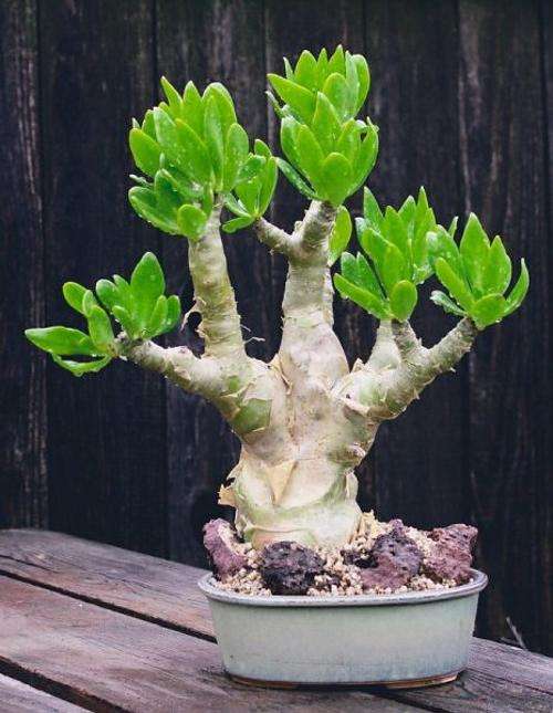 Tylecodon Paniculatus - Indigenous - South African Succulent - 10 Seeds