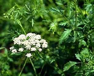 Anise - Pimpinella anisum - Herb - 150 Seeds