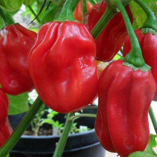 Red Habanero - Chilli Pepper - Capsicum Chinense - Vegetable - 10 Seed Pack