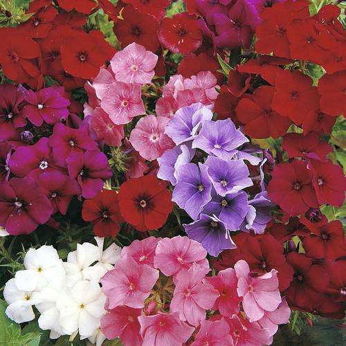 Phlox Beauty Mix - Annual - Phlox Drumondii - Beautiful Flowers - 100 Seeds