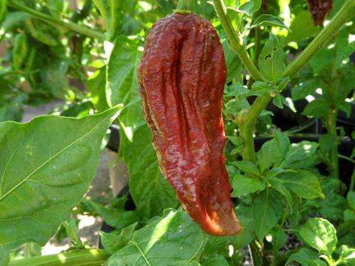 Chocolate Naga - Chilli Pepper - Capsicum Chinense - Hot & Rare - 5 Seeds
