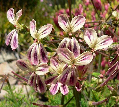 Pelargonium Triste - Geranium - Indigenous South African Shrub - 10 Seeds