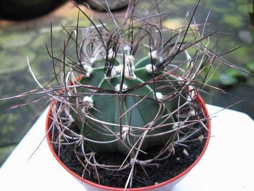 Astrophytum Capricorne var Crassispinum - Exotic Cactus - 10 Seeds