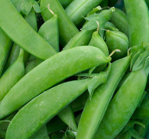 Sugar Queen Snow / Snap Peas - Pisum Sativum - Vegetable - 20 Seeds - Free E Book's