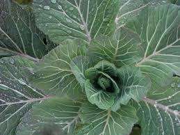 Kale Chou Moellier - Brassica oleracea var. acephala - Vegetable - 200 Seeds
