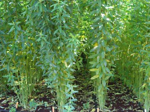 Sunhemp / Sunn hemp - Crotalaria Juncea - Green Manure - 100 Grams - Covers 25m2