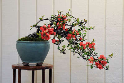 *** NEW *** Flowering Japanese Quince - Chaenomeles Japonica - Bonsai Tree - Edible Fruit - 5 Seeds
