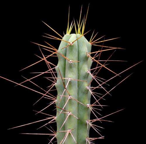 Trichocereus Bridgesii / Echinopsis lageniformis - Bolivian Torch Cactus - 10 Seeds