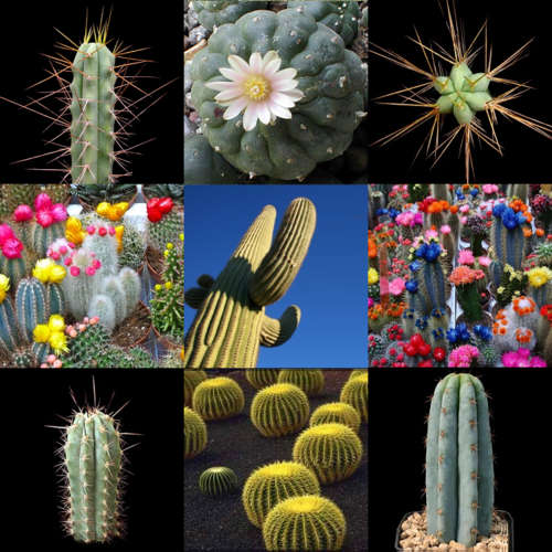 Premium Cacti Collection - Worlds Rarest & Largest Cacti - 7 Species