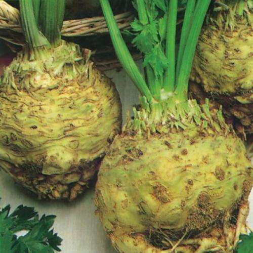 Prague Giant Celeriac - Apium graveolens rapaceum - Heirloom - 100 Seeds