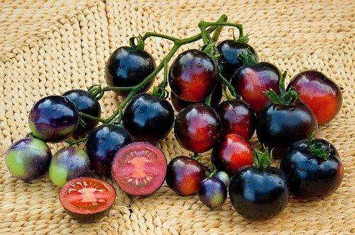Indigo Rose Tomato - Lycopersicon Esculentum - Health Properties / NON GMO - 5 Seeds