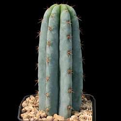 Trichocereus Pachanoi - San Pedro Cactus - 10 Seeds - Cactus / Cacti / Succulent - Exotic