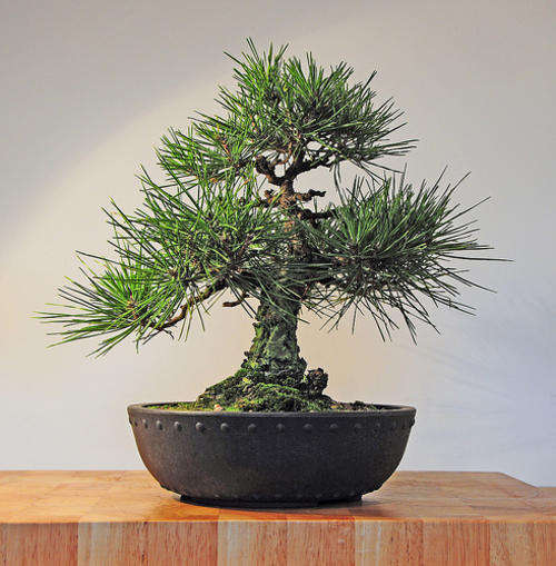 Japanese Black Pine - Pinus Thunbergii - Exotic Japanese Bonsai Tree - 5 Seeds
