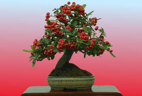 Chinese Firethorn - Pyracantha Fortuneana - Exotic Chinese Bonsai Tree - 5 Seeds