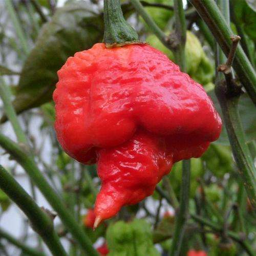 Chilli & Sweet Pepper Pack - 14 Varieties - 110 Fresh Seeds incl Trinidad 7 Pod Scorpion