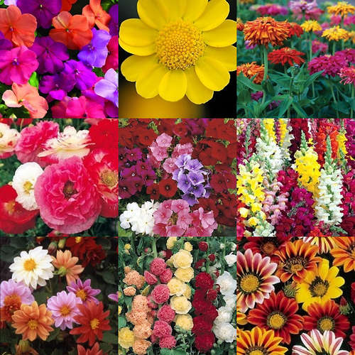 'Summer Shades' Flower Seeds - 10 Seed Packs - Over 3 000 Seeds - Summer Specials - PK5