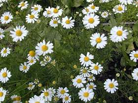 Roman Chamomile - Chamaemelum nobile - Culinary / Medicinal Herb - 250 Seeds