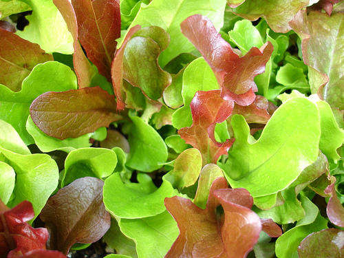 Lettuce Mesclun Mix - Mixed Salad Greens - Vegetable - 50 Seeds