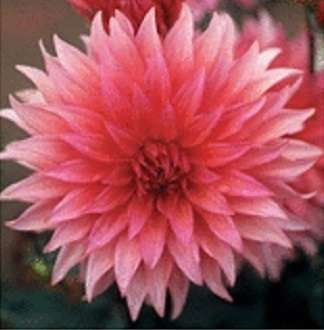 Dahlia Flower Bulbs - Cactus - Belmonte - 1 Bulb (Not Seeds)