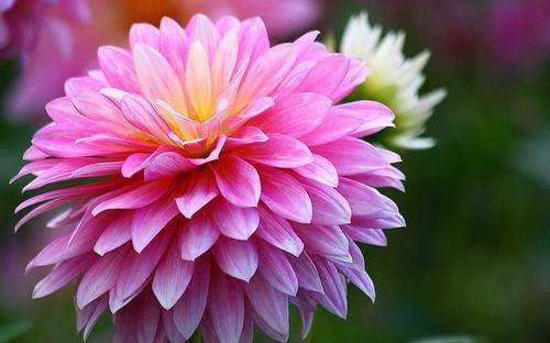 Dahlia Flower Bulbs - Decorative - Pink - 2 Bulbs (Not Seeds)