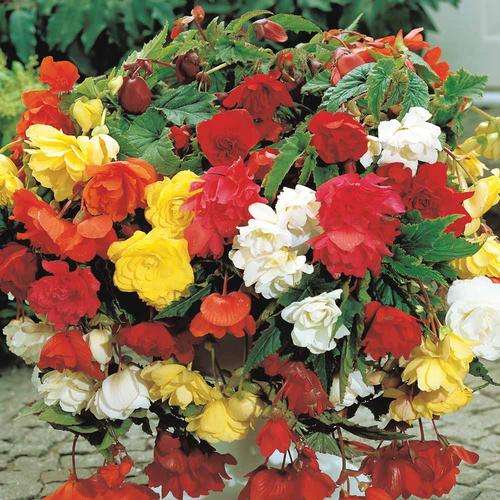 Begonia - Pendula Assorted - Flower Bulbs (Not Seeds)