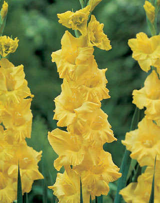 Gladiolus -  Gladioli - Morning Gold - Flower Bulbs (Not Seeds)