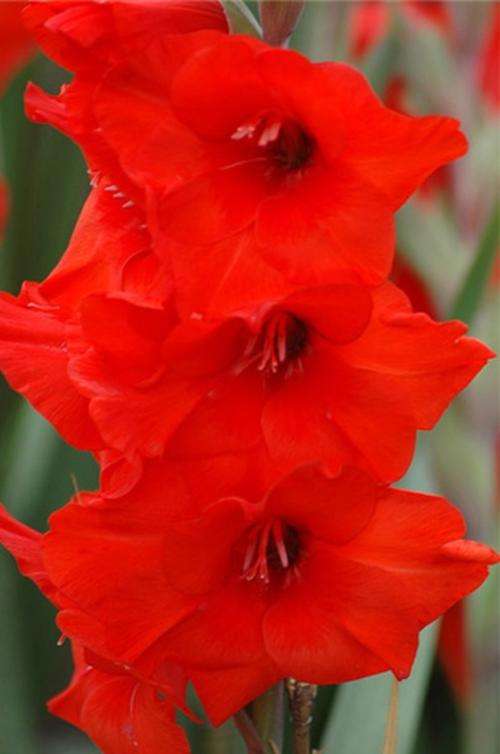 Gladiolus -  Gladioli - Red Matador - Flower Bulbs (Not Seeds)