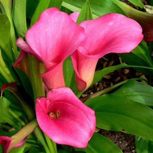 Arum Lily -  Zantedeschia - Rehmanii - Flower Bulbs (Not Seeds)