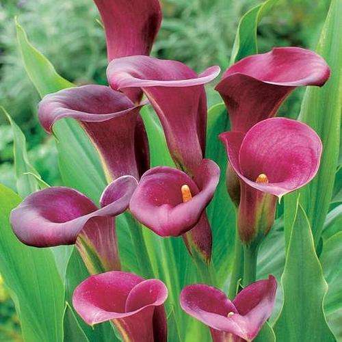 Arum Lily -  Zantedeschia - Pink Persuasion - Flower Bulbs (Not Seeds)
