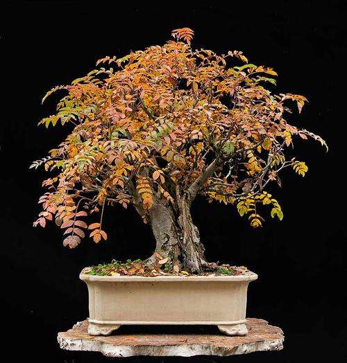 * NEW * European Mountain Ash - Sorbus Aucuparia - Bonsai Tree - 5 Seeds
